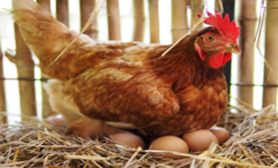 مرغ تخمگذار محلی فروشی - سپید طیور